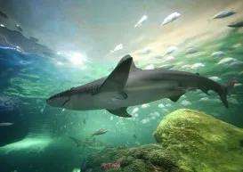 Ripley's Aquarium of Canada